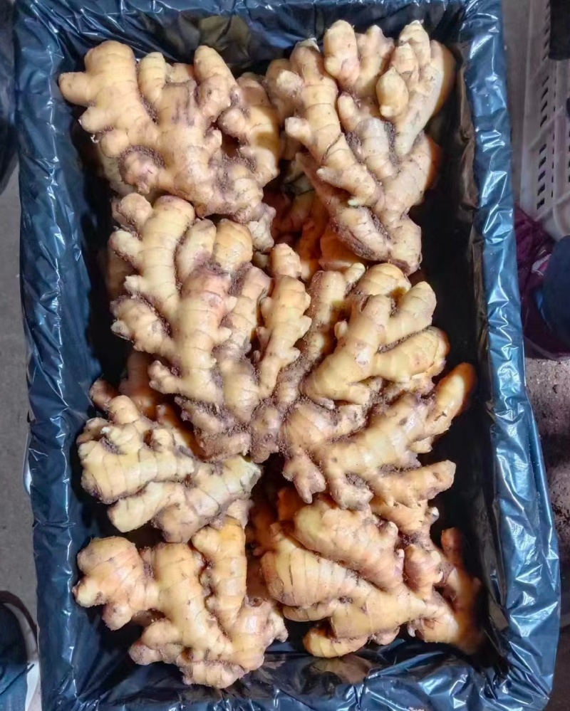 1热卖中山东生姜小黄姜水洗姜/风干姜/沙土姜常年供商超