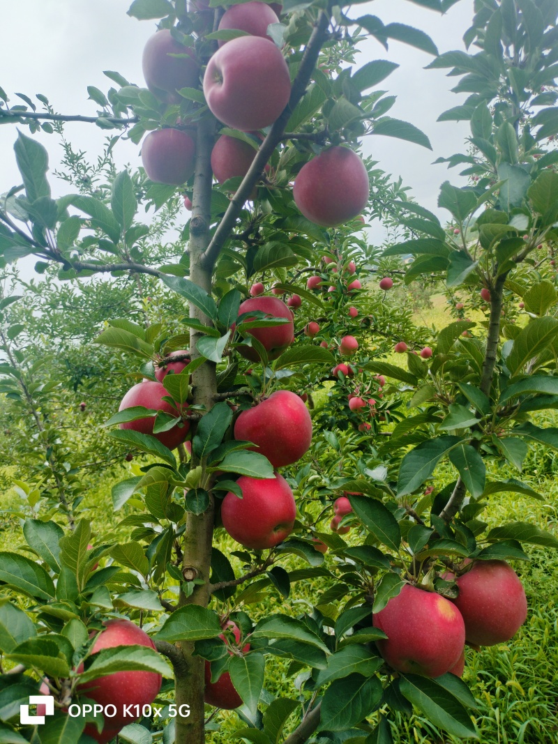 甘肃花牛苹果预售（2025）