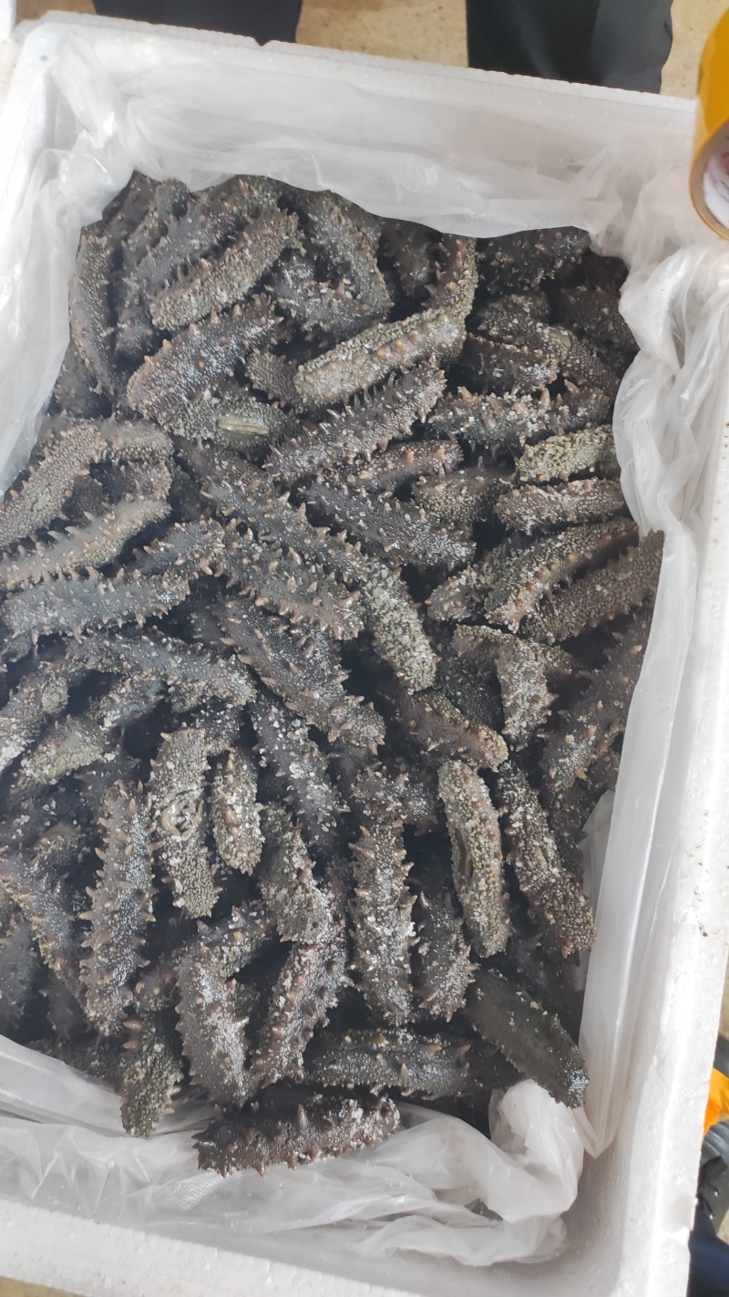 辽参刺参半干海参产地直发，大量供货，一斤起发，