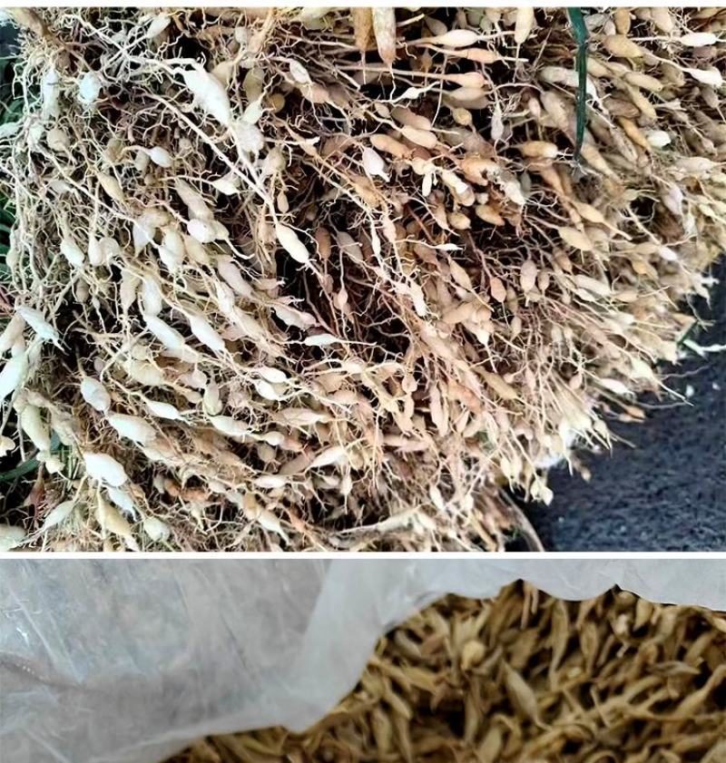 野生麦冬大颗粒无碎无杂质味道浓颗粒饱满场地大货颜色好批发