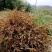 野生麦冬大颗粒无碎无杂质味道浓颗粒饱满场地大货颜色好批发