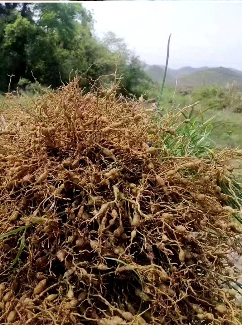 野生麦冬大颗粒无碎无杂质味道浓颗粒饱满场地大货颜色好批发