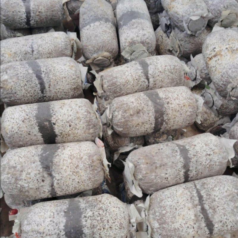 平菇菌棒熟料栽培产量高带出菇圈欢迎新老客户采购