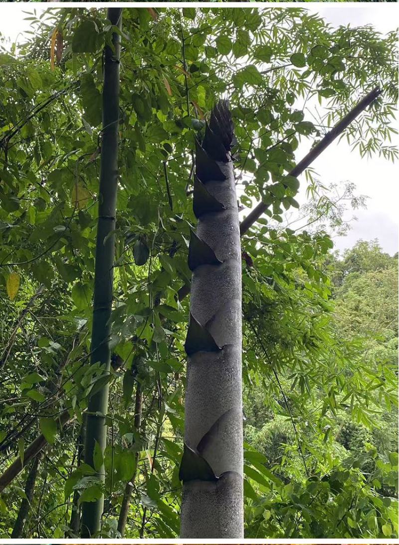 笋干竹笋黄笋大条颜色好口感脆嫩耐放笋子新货干笋子批发稳定