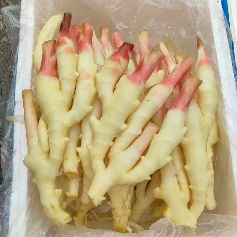 6红芽姜山东鲜姜仔姜子姜红牙姜嫩姜实力代发全国商超
