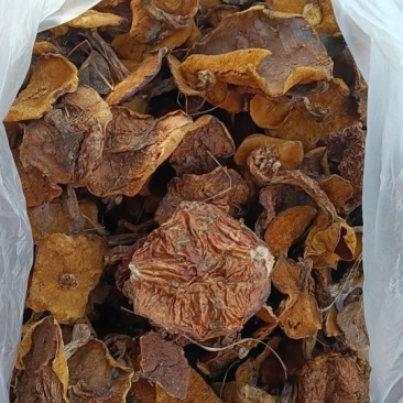 松蘑，肉蘑
