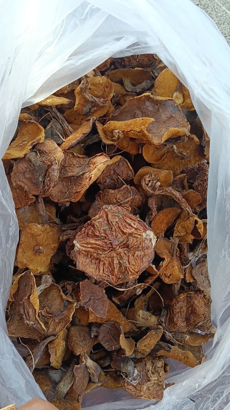 松蘑，肉蘑
