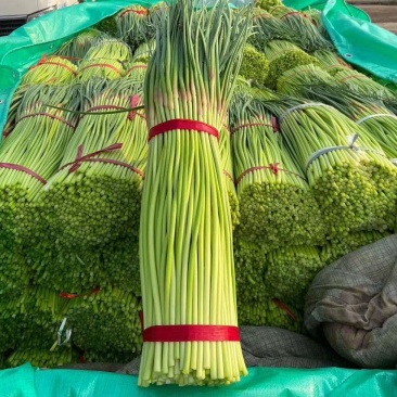 杂交蒜薹金乡蒜薹早熟杂交蒜薹电商商超货加工代发全国