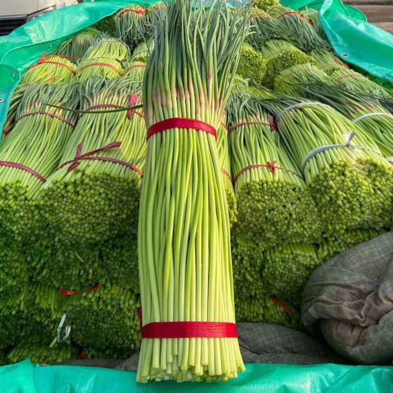 杂交蒜薹金乡蒜薹早熟杂交蒜薹电商商超货加工代发全国