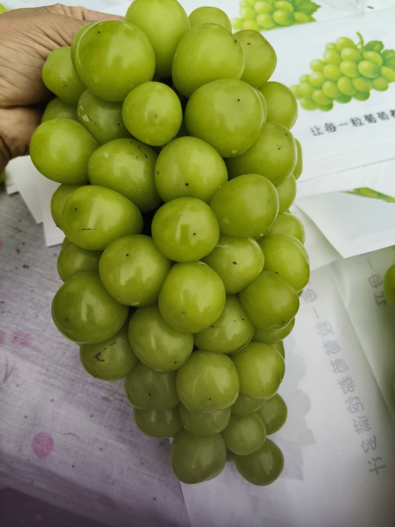皮薄，汁多，脆甜，口感香甜阳光玫瑰