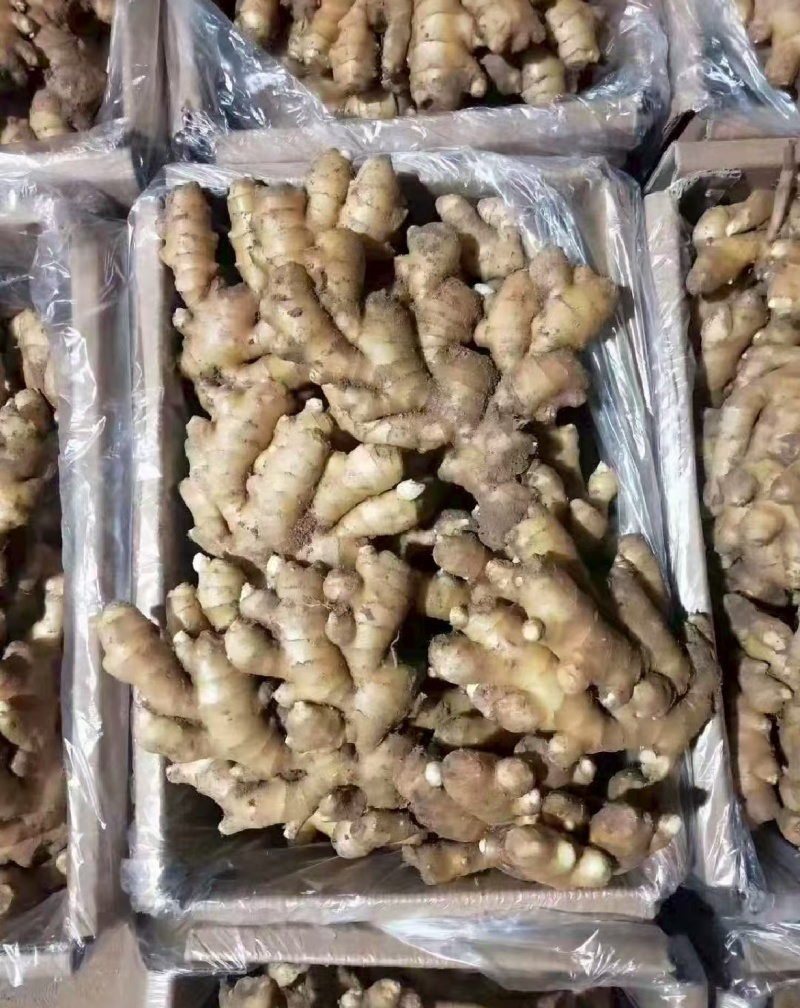 实力推荐山东生姜老姜大黄姜常年供货量大从优联系
