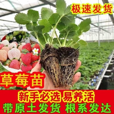 产地严选粉玉2号草莓苗大量上市量大从优来电咨询优惠