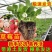 产地严选粉玉2号草莓苗大量上市量大从优来电咨询优惠