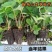 产地严选粉玉2号草莓苗大量上市量大从优来电咨询优惠