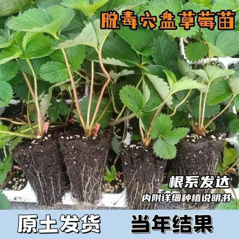 精选基地红颜草莓苗大量上市现挖现发技术指导
