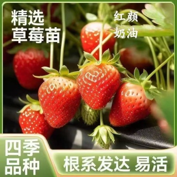 精选基地红颜草莓苗大量上市现挖现发技术指导