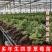 精选基地红颜草莓苗大量上市现挖现发技术指导