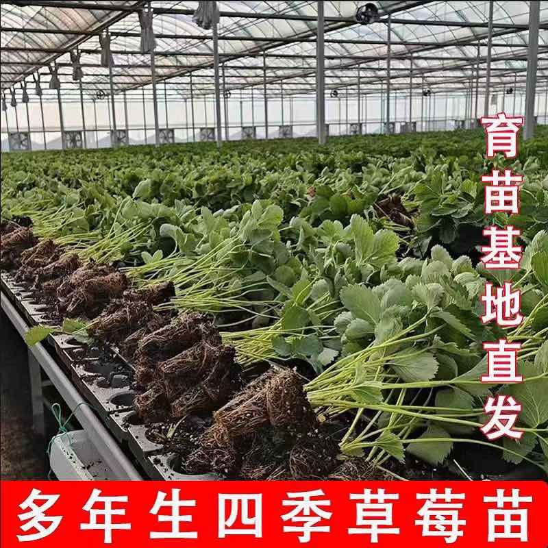 精选基地红颜草莓苗大量上市现挖现发技术指导