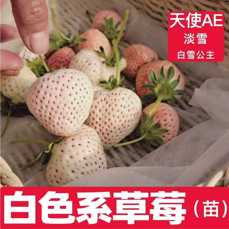 建德白露草莓苗基地直发现挖现发量大价优欢迎来电咨询