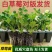 建德白露草莓苗基地直发现挖现发量大价优欢迎来电咨询