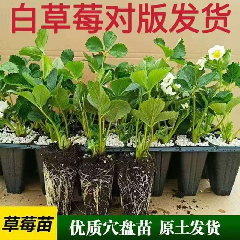 建德白露草莓苗基地直发现挖现发量大价优欢迎来电咨询