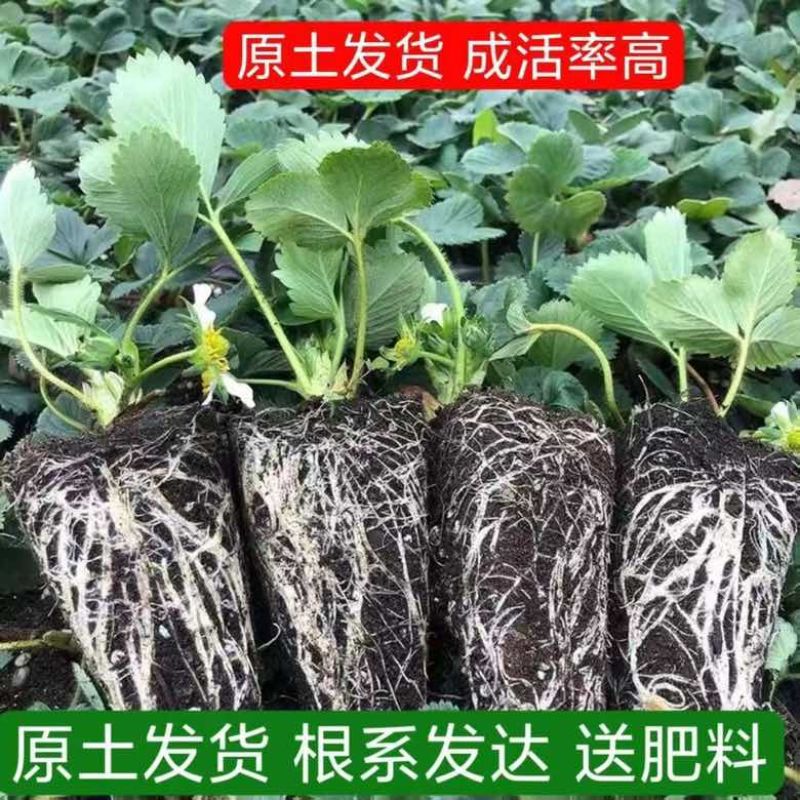 建德白露草莓苗基地直发现挖现发量大价优欢迎来电咨询