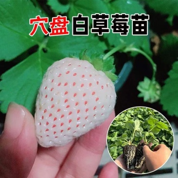建德白露草莓苗基地直发现挖现发量大价优欢迎来电咨询