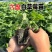建德白露草莓苗基地直发现挖现发量大价优欢迎来电咨询