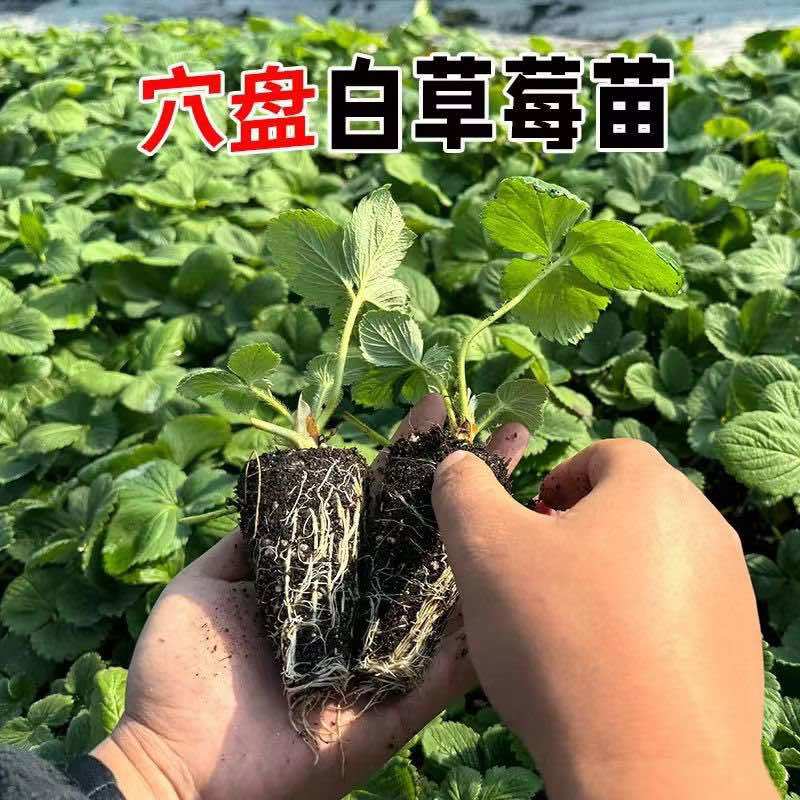 建德白露草莓苗基地直发现挖现发量大价优欢迎来电咨询