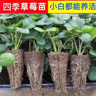 基地直发金刚二号草莓苗量大价优成果率高质量保证