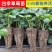基地直发金刚二号草莓苗量大价优成果率高质量保证