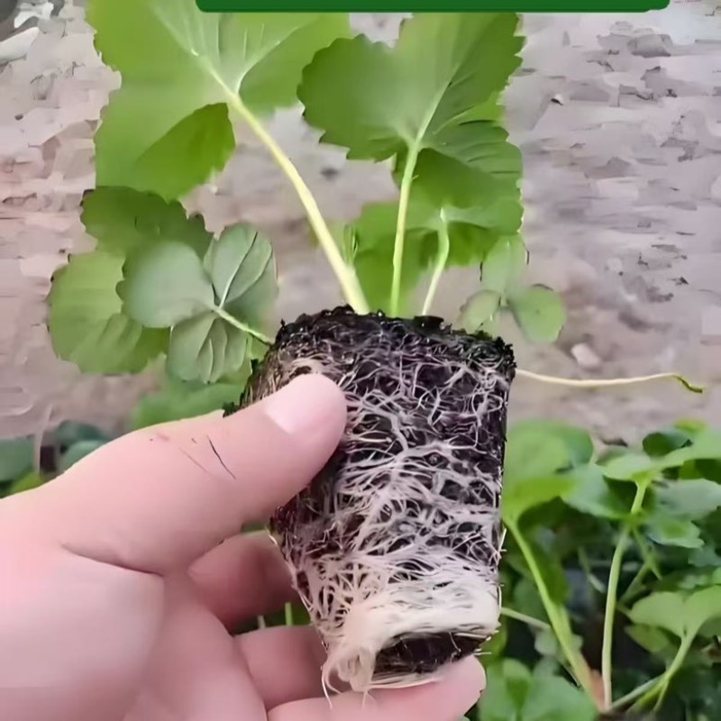 基地直发金刚二号草莓苗量大价优成果率高质量保证