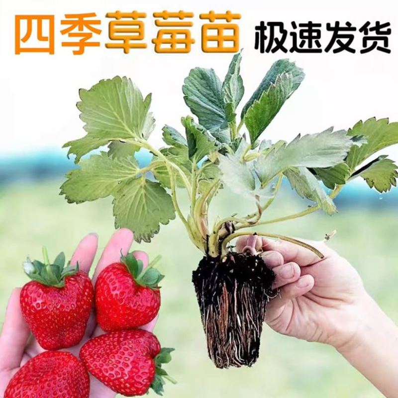基地直发金刚二号草莓苗量大价优成果率高质量保证