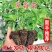 基地直发金刚二号草莓苗量大价优成果率高质量保证