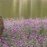 千日红种子庭院景观绿化花卉易活千日红花草