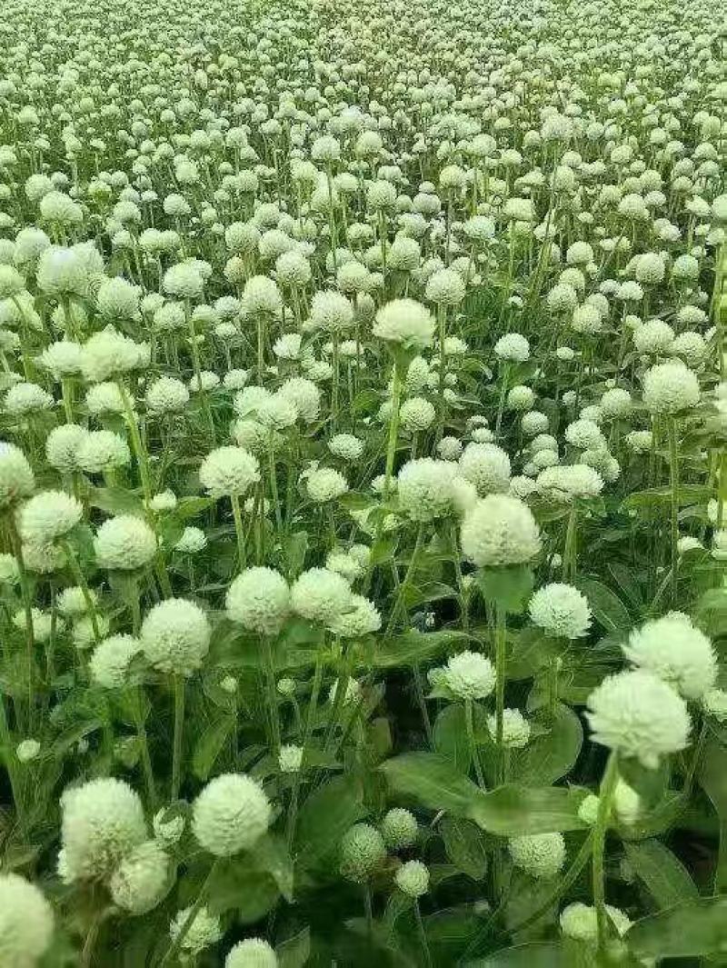 千日红种子庭院景观绿化花卉易活千日红花草