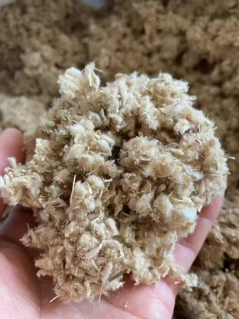 千日红种子庭院景观绿化花卉易活千日红花草