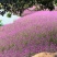 千日红种子庭院景观绿化花卉易活千日红花草
