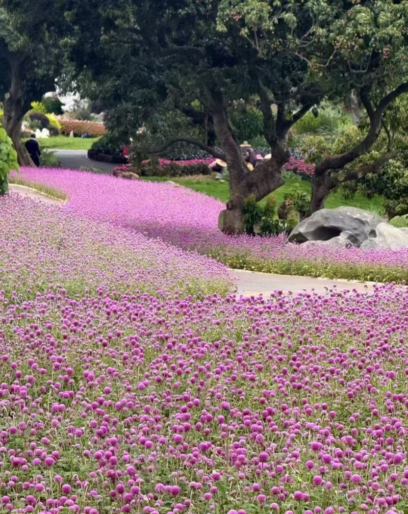 千日红种子庭院景观绿化花卉易活千日红花草