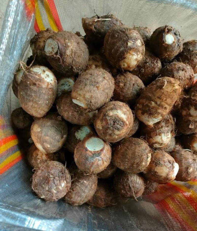 山东芋头8520毛芋头（常年供应/坏烂包赔）全国发货
