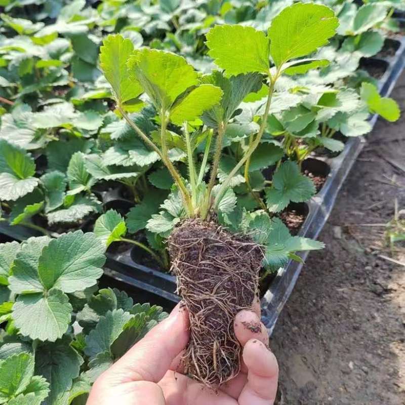 基地直发梦之芙草莓脱毒草莓苗成活率高量大从优