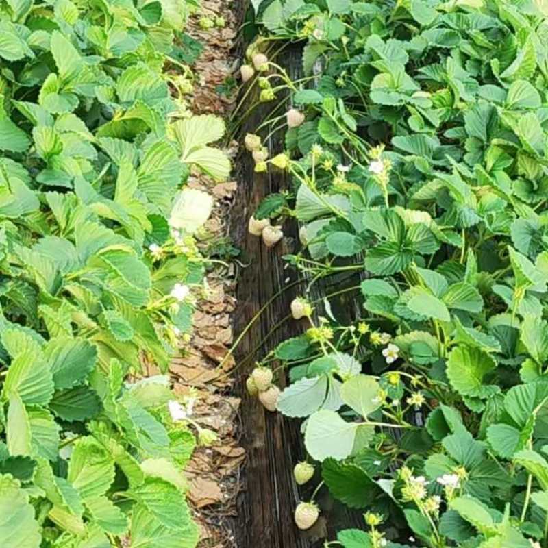 基地直发梦之芙草莓脱毒草莓苗成活率高量大从优