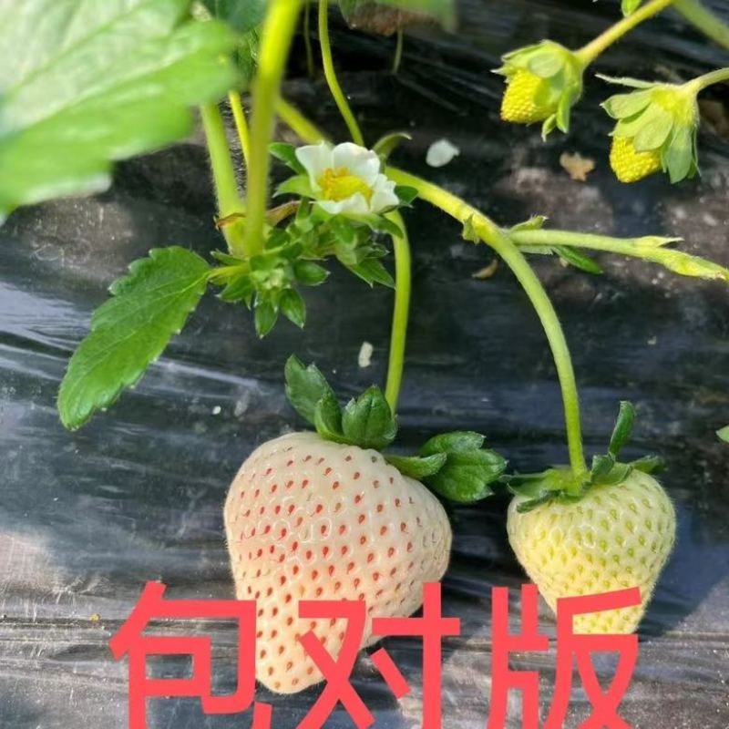 基地直发梦之芙草莓脱毒草莓苗成活率高量大从优