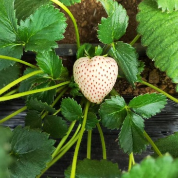基地直发梦之芙草莓脱毒草莓苗成活率高量大从优