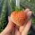 基地直发梦之芙草莓脱毒草莓苗成活率高量大从优