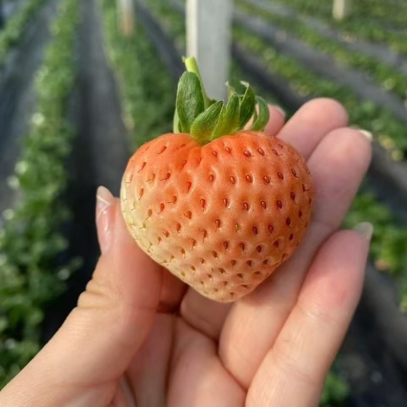 基地直发梦之芙草莓脱毒草莓苗成活率高量大从优