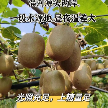 山东淄博博山碧玉猕猴桃
