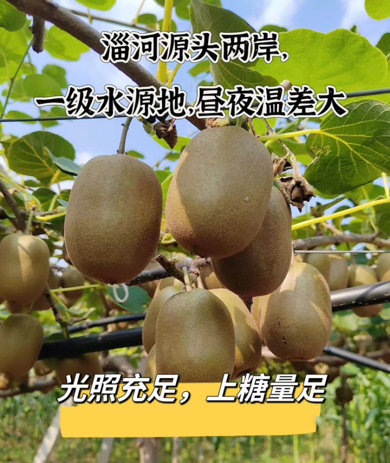 山东淄博博山碧玉猕猴桃