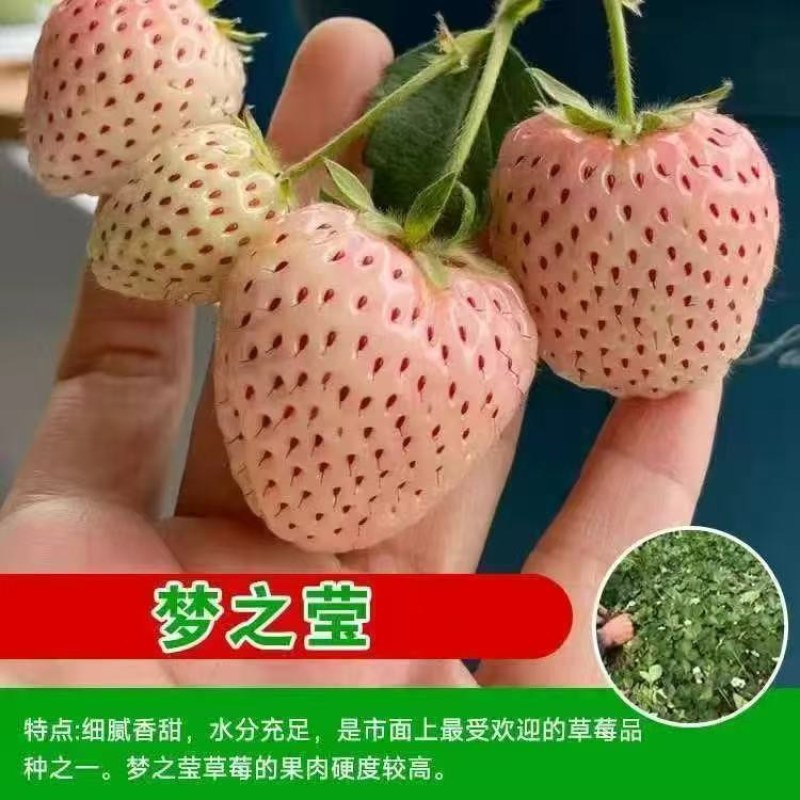 草莓苗梦之莹草莓苗基地直发保质保量根系发达