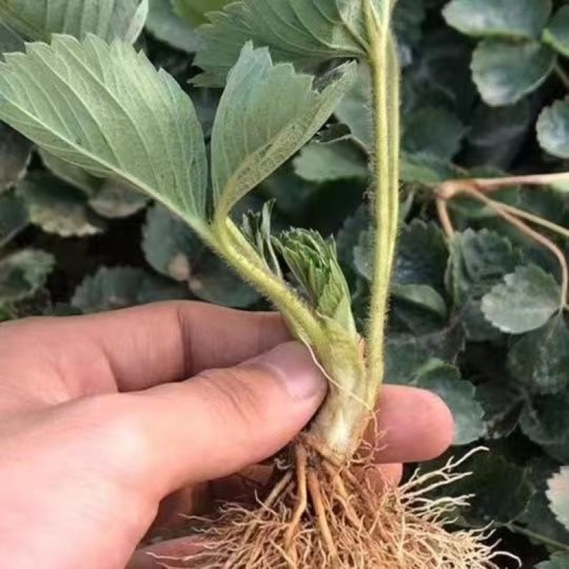 草莓苗梦之莹草莓苗基地直发保质保量根系发达